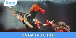da-ga-truc-tiep