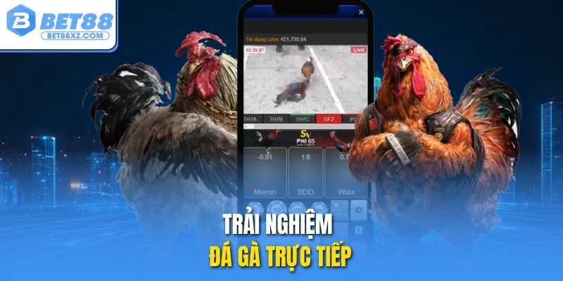 Trải nghiệm đá gà trực tiếp